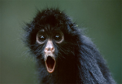 black-spider-monkey.jpg